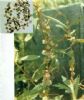 Cuscuta Chinesis Extract(Jesslie@Snowlotusbiotech.Com)